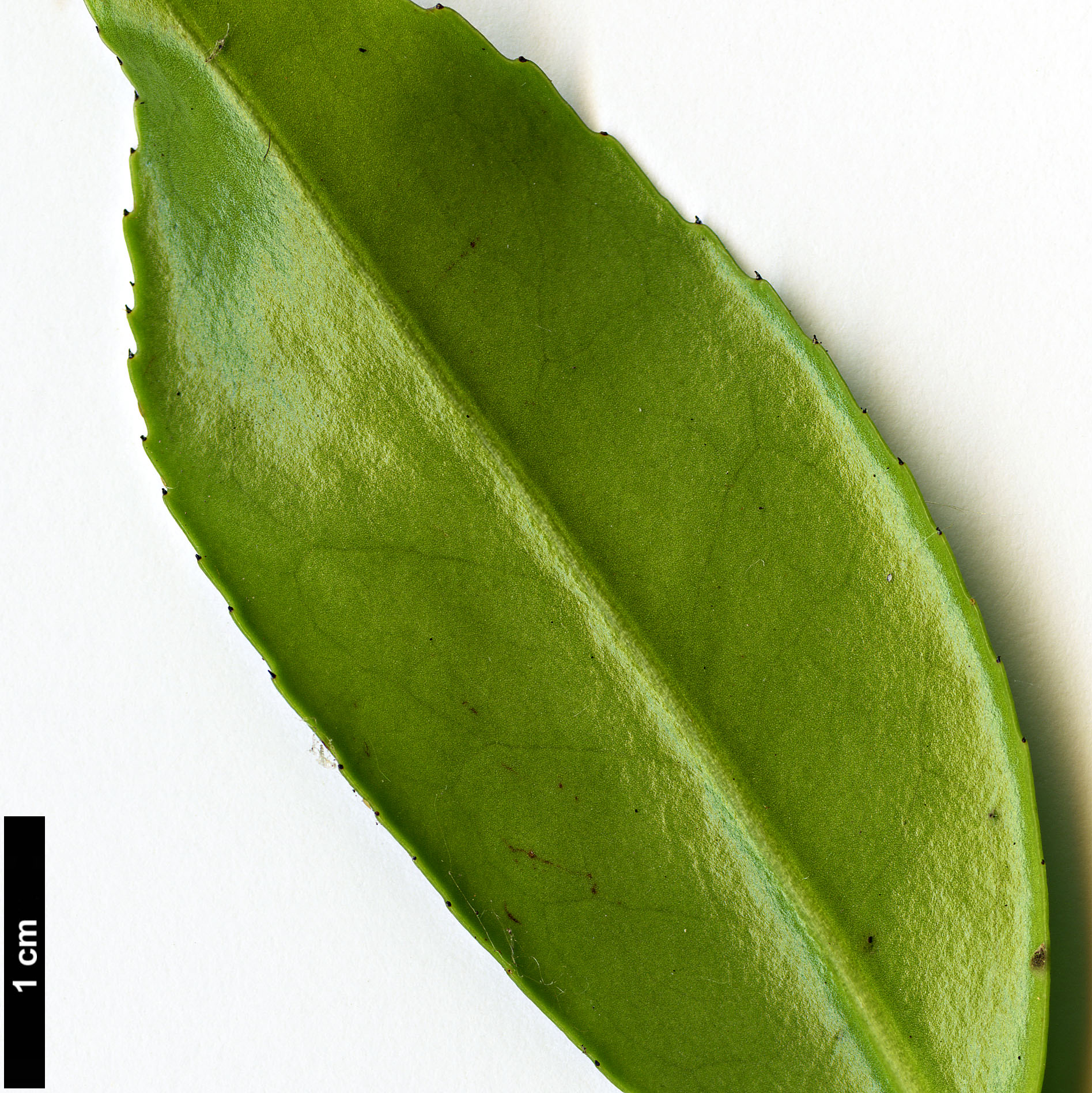 High resolution image: Family: Theaceae - Genus: Camellia - Taxon: ×vernalis (C.japonica × C.sasanqua)